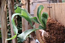 Image result for Platycerium