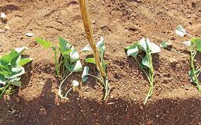 The sweet potato is part of the morning glory family. A Beginner S Guide To Planting Sweet Potatoes