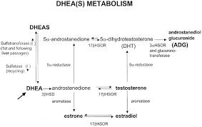 Stress and the underestimated female pattern hair loss and androgen excess: Dhea S Metabolism Metabolic Conversion Of Dhea After Oral Download Scientific Diagram