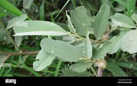 Image result for Grewia flava