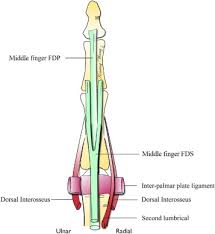 All the lesser toes should curl at the same time because the one muscle belly pulls on the tendon. A Biomechanical And Evolutionary Perspective On The Function Of The Lumbrical Muscle Journal Of Hand Surgery