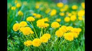 Get the inside scoop on jobs, salaries, top office locations, and ceo insights. Pest Management Flows To Bay