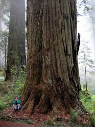 From the ground, the world's tallest tree is easy to overlook: Tallest Tree In The World Coast Redwood