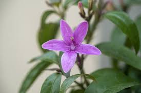 Image result for Eranthemum laxiflorum