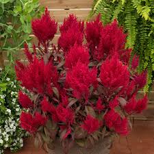 Here are the moves of dragon breath fighting styles. Dragon S Breath Sakata Ornamentals