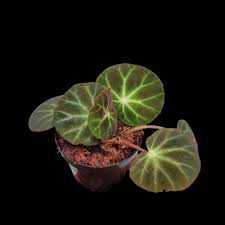 Image result for Begonia iucunda