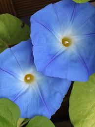 Image result for Convolvulus