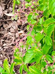 Image result for Pseudospondias microcarpa