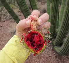 They can be picked, and the flesh and seeds eaten raw straight. Cannundrums Organ Pipe Cactus Fruit