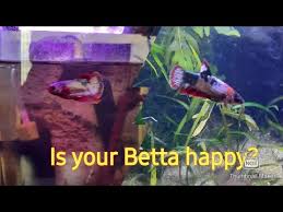 How To Know If Your Betta Fish Is Happy Youtube