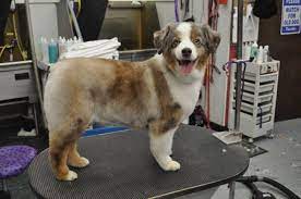 You must look for any bruises or sores before. 14 Grooming Australian Shepherd Ideas Grooming Australian Shepherd Australian Shepherd Mini Australian Shepherds