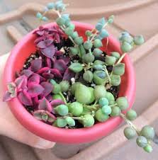 Peperomia prostrata string of turtles can be easily propagated from leaf cuttings. 3 Ways To Propagate String Of Pearls And String Of Bananas Succulent Plant Care