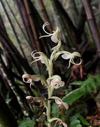 Image result for Habenaria arianae