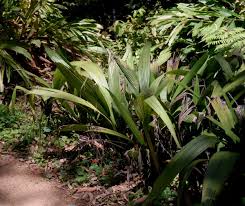 Image result for Molineria