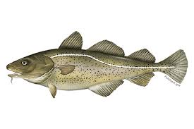 Atlantic Cod Atlantic Cod Cod Fish
