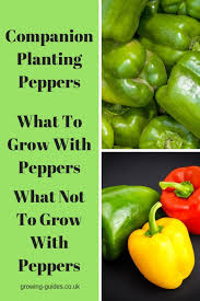 Can you grow bell peppers in pots? Companion Planting Peppers Growing Guides