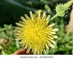 Image result for Sonchus friesii
