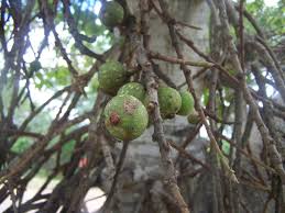 Image result for Ficus sur