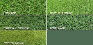 Zenith Zoysia Sapphire St Augustine Empire Zoysia Tifway 419 Bermuda Zeon Zoysia Lawn Grass Types Bermuda Grass Grass Care