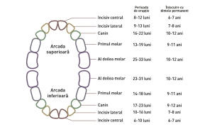 Primii nostri stramosi au supravietuit in urma unei diete ce cu toate acestea, nu toata lumea are molari de minte. DinÈ›ii De Lapte Care Este Ordinea ApariÈ›iei Lor È™i Cand Se SchimbÄƒ