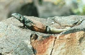 Learn vocabulary, terms and more with name: Lizard Lifestyles Joshua Tree National Park U S National Park Service