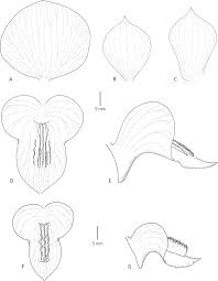 Image result for Ancistrorhynchus clandestinus