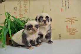 We did not find results for: These Adorable Puppies Look Just Like Miniature Panda Cubs Bored Panda