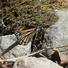 Image result for Trichilia prieuriana