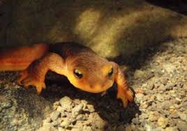 Image result for california newts