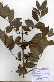 Image result for Cremaspora triflora