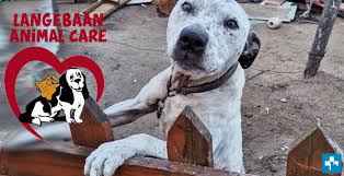 We can provide pet grooming services while your pet is staying with us or you can make an appointment. Langebaan Animal Care Pet Health Care