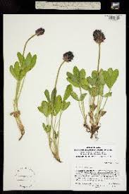 Image result for Trifolium semipilosum