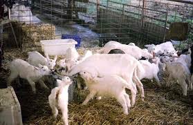 Artificial Methods Of Rearing Goats Kidding Goatworld Com