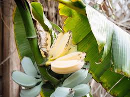 Image result for Musa sp. (Ornamental bananas)