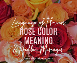 In other words, it's an optimistic and comfy flower. Rose Color Meaning And Hidden Messages Sensational Color
