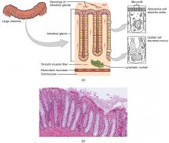 Beginning on the right side of the abdomen, the large intestine is connected to the ilium of the small intestine via the ileocecal sphincter. The Small And Large Intestines Anatomy And Physiology Ii