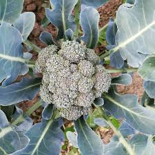 Brokkoli Frisch Geerntet In Berlin Urban Farming Urban Gardening Selbstversorgung In 2020 Pandan Fruit Food