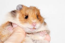 Though they were born with closed eyes and ears, they should be starting to open up now. Funny Syrian Hamster Sitting On The Hand Of A Man And Smiling Stock Photo Image Of Mouse Ears 128723308