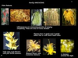 Image result for Arecaceae