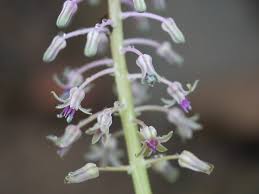 Image result for Ledebouria revoluta