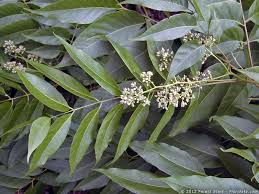 Image result for Meliaceae