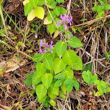 Image result for Hypoestes aristata