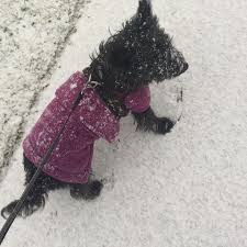 Border collie welpen kaufen bei deinetierwelt! Wie Gross Und Wie Alt Kann Ein Yorkshire Terrier Werden Hund Alter Grosse