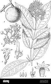 Image result for Landolphia owariensis