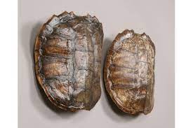 3177 santa barbara 3 light 26 in. Pair Of Turtle Shell Wall Sconces 1811683