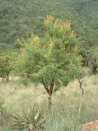 Image result for Acacia davyi
