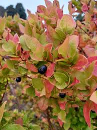 Image result for Vaccinium madagascariense