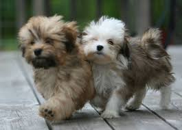 Havanese Dog A Toy Or Small Dog Traditionally A Family Pet In Their Native Country Of Cuba A Traditional Lap Sevimli Kopek Yavrulari Yavru Kopek Kopek