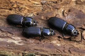 10 Fascinating Facts About Bess Beetles Fun Facts Fun Facts For Kids Beetle