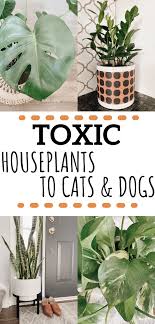 Toxic Houseplants To Pets Botanico Collective Poisonous House Plants Common House Plants Safe House Plants